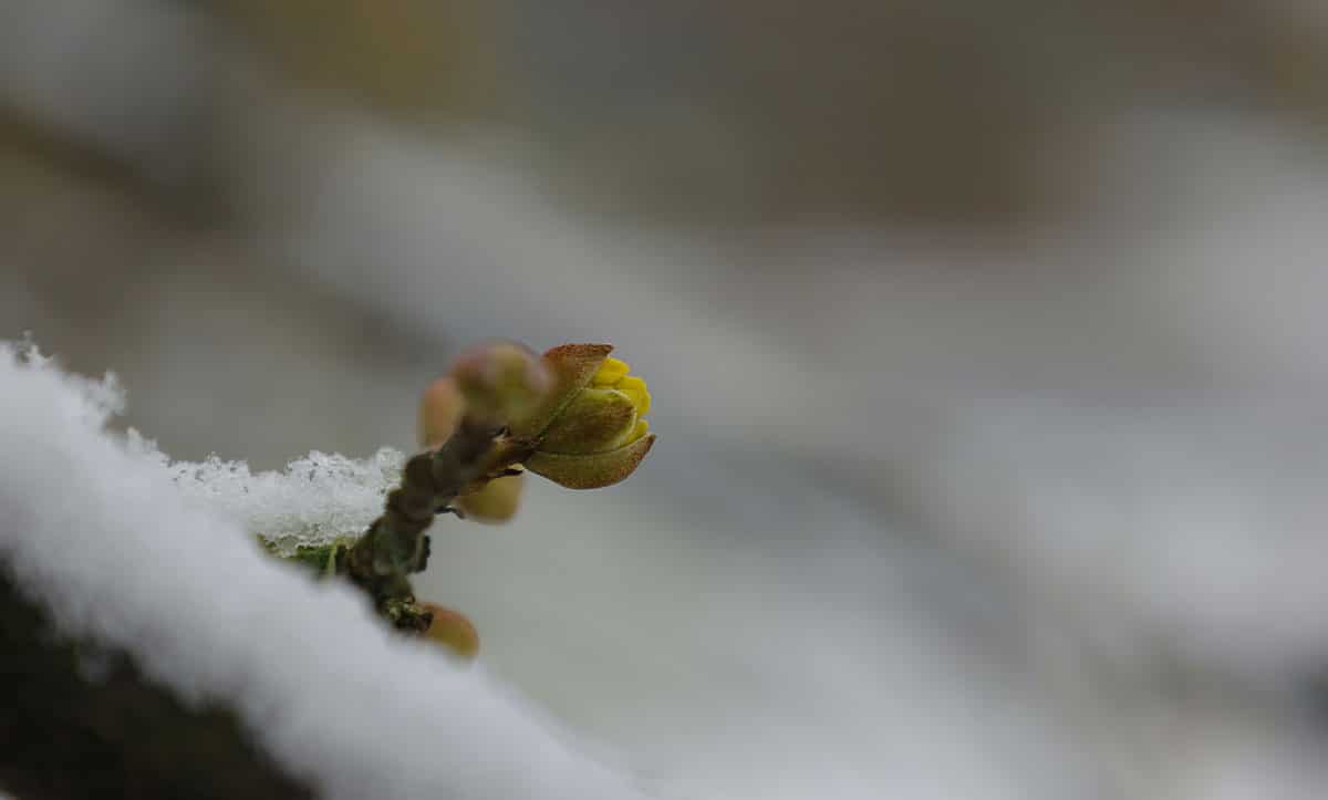 Воскресіння в природі