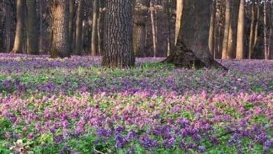 ряст топтати