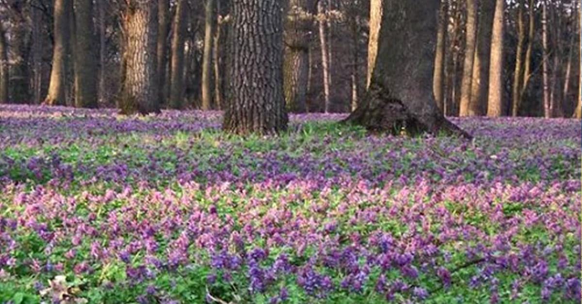 ряст топтати