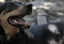 собака Жужа