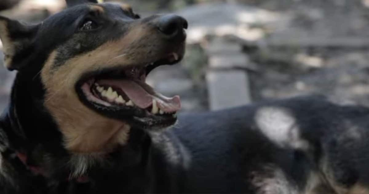 собака Жужа