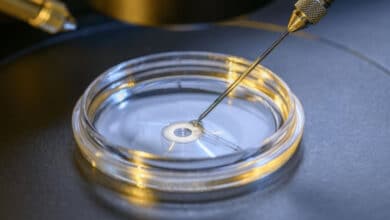 модель ембріона