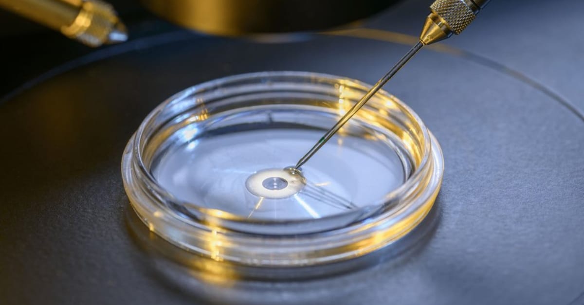 модель ембріона