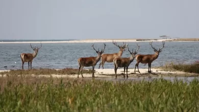 природоохоронні території війна