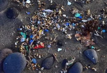 мікропластик у плацентах