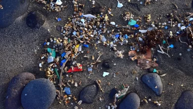 мікропластик у плацентах