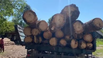 знищення лісів України