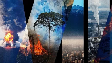 екологічні злочини в Україні