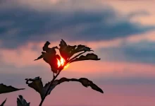 Воскресіння Ісуса Христа