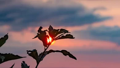 Воскресіння Ісуса Христа