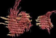 багряний колір древність