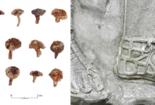 взуття римських легіонерів