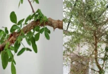 біблійне дерево Sheba