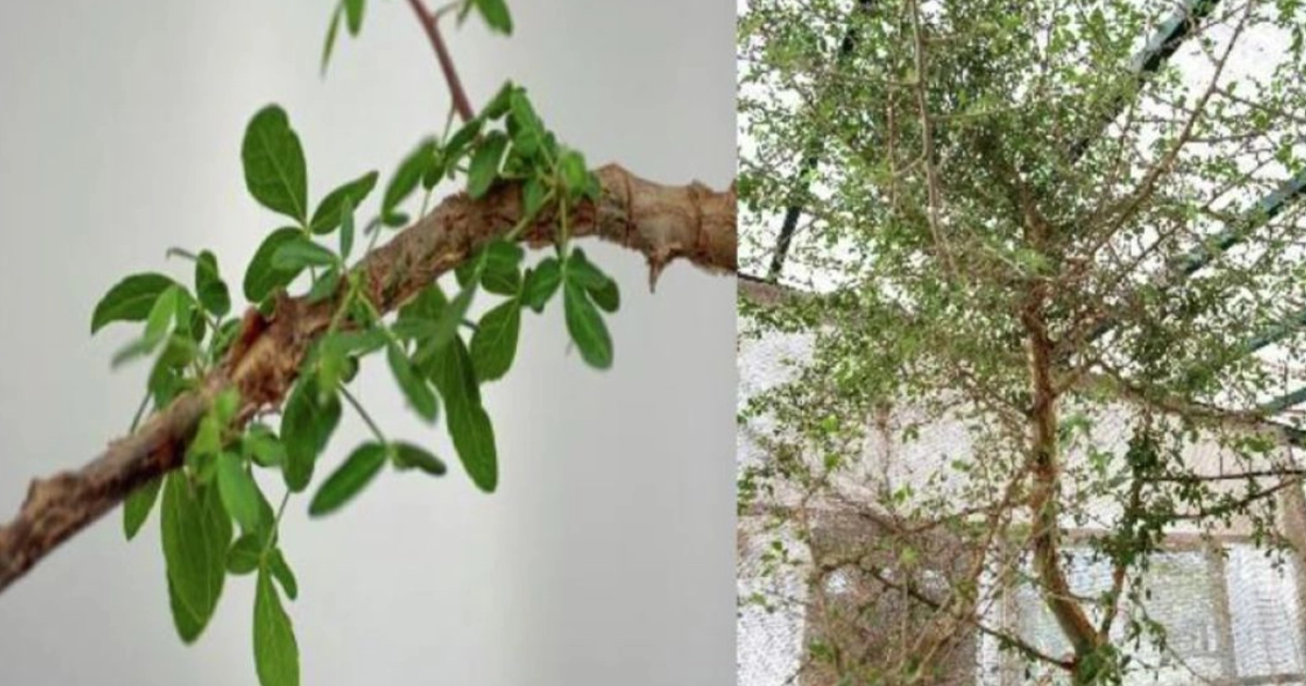 біблійне дерево Sheba