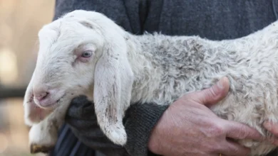 День пастора в Україні