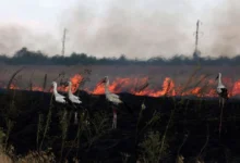 збитки довкіллю війна