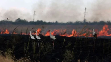 збитки довкіллю війна