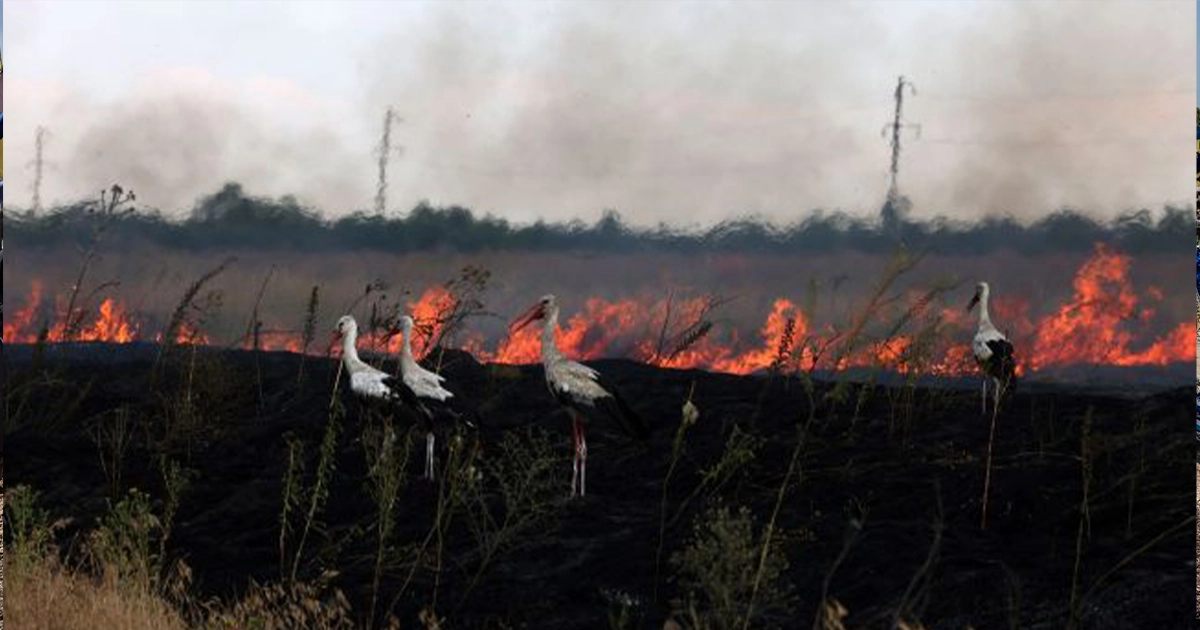 збитки довкіллю війна