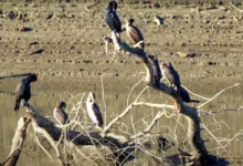 дефіцит води