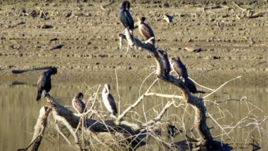 дефіцит води