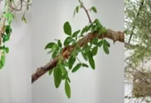 тисячолітнє насіння бальзаму з Біблії