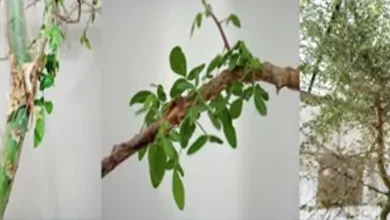 тисячолітнє насіння бальзаму з Біблії