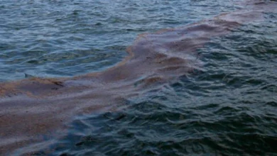 шкода довкіллю України