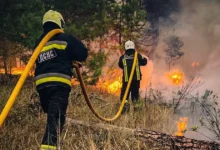 Лісові масиви, знищені війною в Україні, 2024