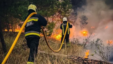 Лісові масиви, знищені війною в Україні, 2024