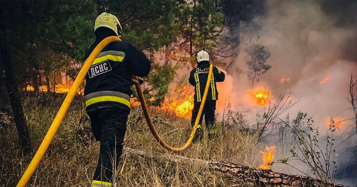 Лісові масиви, знищені війною в Україні, 2024