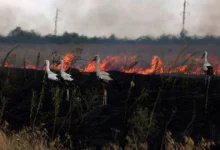 збитки довкіллю