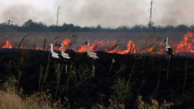 збитки довкіллю