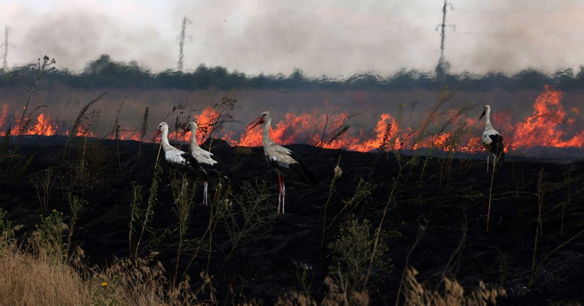 збитки довкіллю