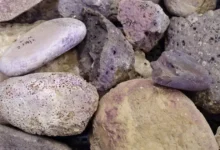 Тель-Шикмона — центр виробництва тирійської пурпурової фарби