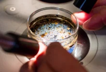 асточки мікропластику під мікроскопом у фолікулярній рідині яєчників