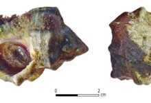 Археологи знайшли біблійне виробництво пурпурової фарби в Ізраїлі