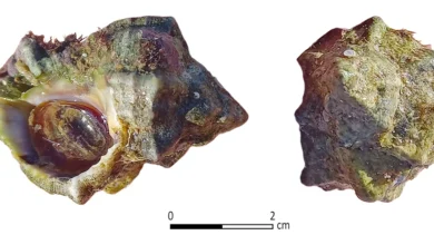 Археологи знайшли біблійне виробництво пурпурової фарби в Ізраїлі