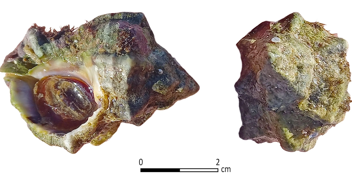 Археологи знайшли біблійне виробництво пурпурової фарби в Ізраїлі