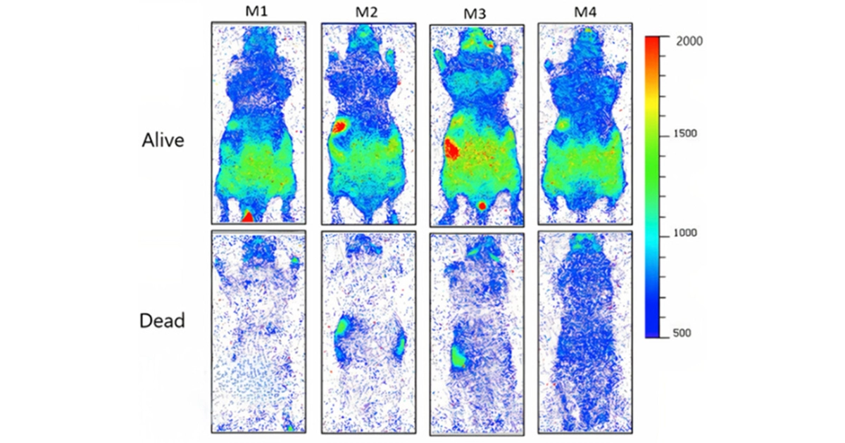 Живий організм світиться біофотонами, що зникають після смерті