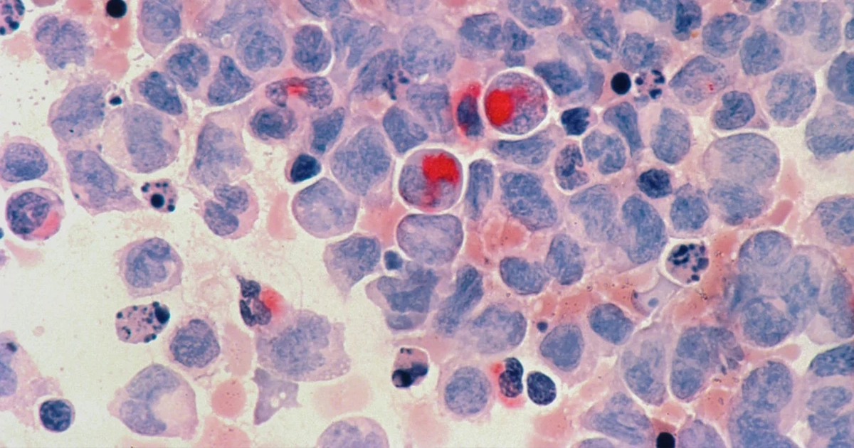 Молекула таурину та клітини крові під мікроскопом