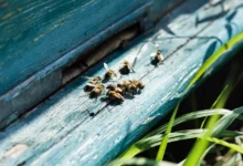 війна в Україні і бджоли