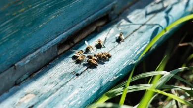 війна в Україні і бджоли