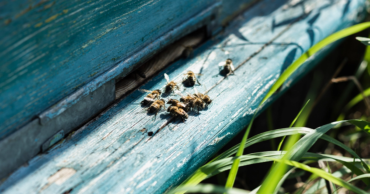 війна в Україні і бджоли