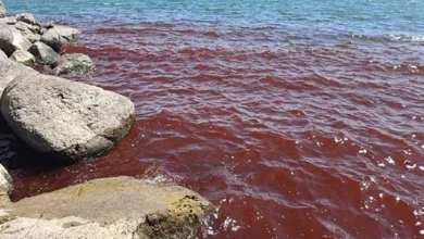 Яскраво-червоні хвилі Галілейського моря в Ізраїлі