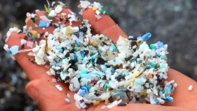 Нанопластик і мозок: нове дослідження пов’язує його з хворобами Альцгеймера та Паркінсона