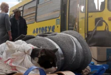 Евакуйовані українці з прифронтових регіонів, дані ООН