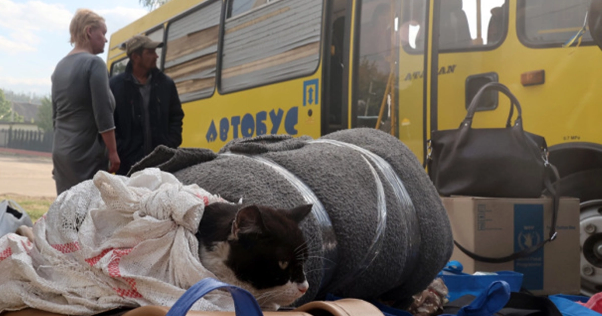 Евакуйовані українці з прифронтових регіонів, дані ООН