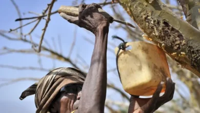 Ладан у Біблії: священна смола, що зникає