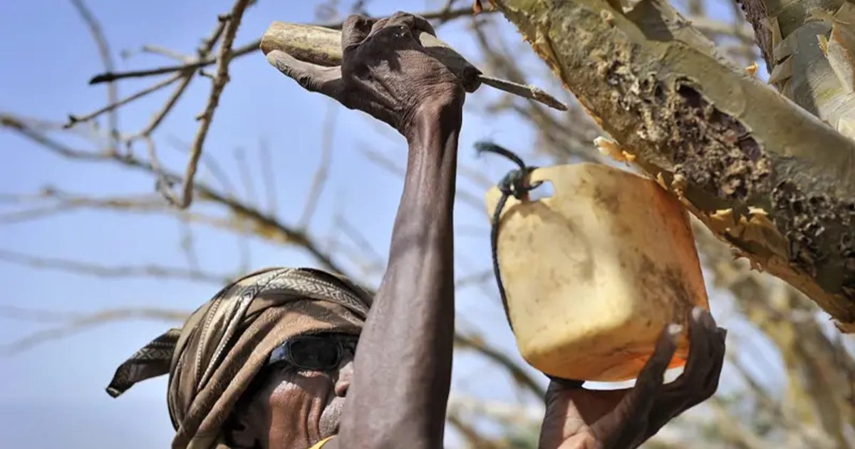 Ладан у Біблії: священна смола, що зникає
