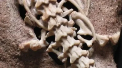 Двонога змія: біблійний «нахаш», палеонтологія та міфи еволюції